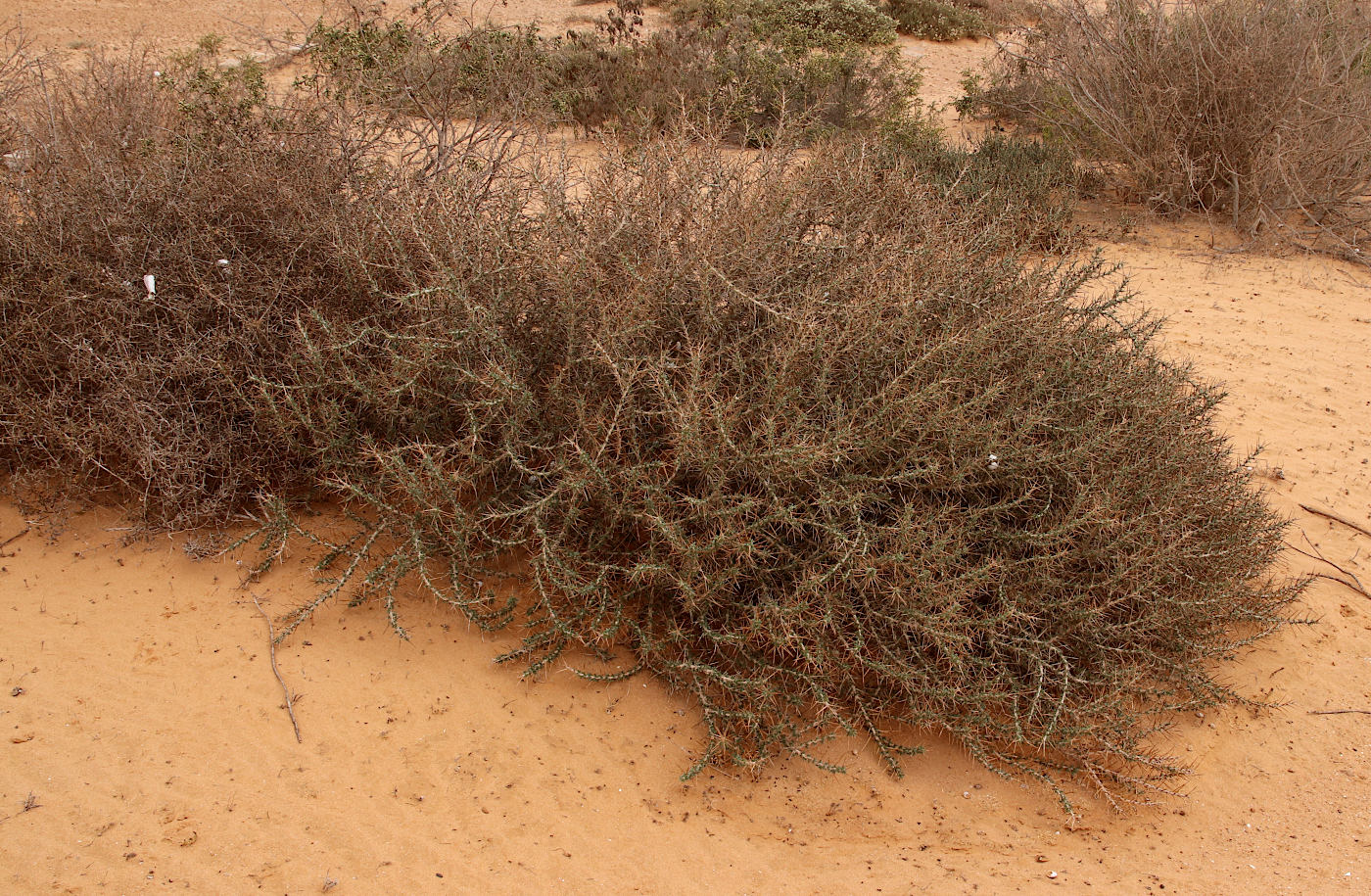 Image of Astragalus spinosus specimen.