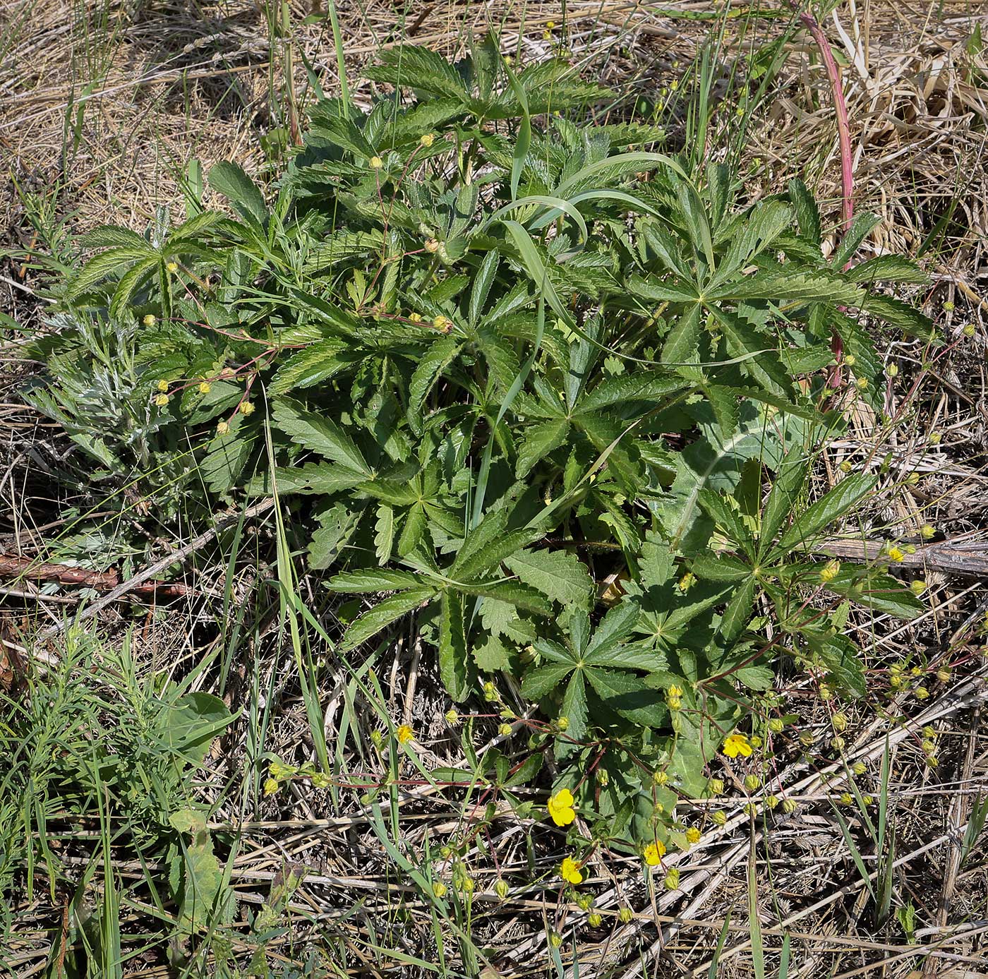 Изображение особи Potentilla thuringiaca.