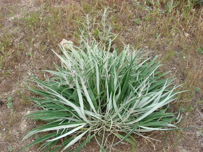 Image of Phlomis linearifolia specimen.