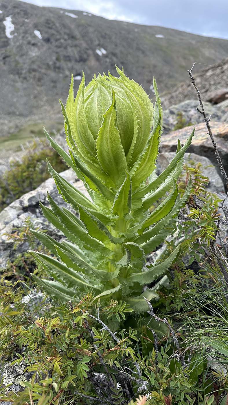 Изображение особи Saussurea orgaadayi.