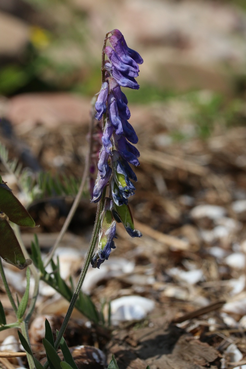 Image of Vicia cracca specimen.