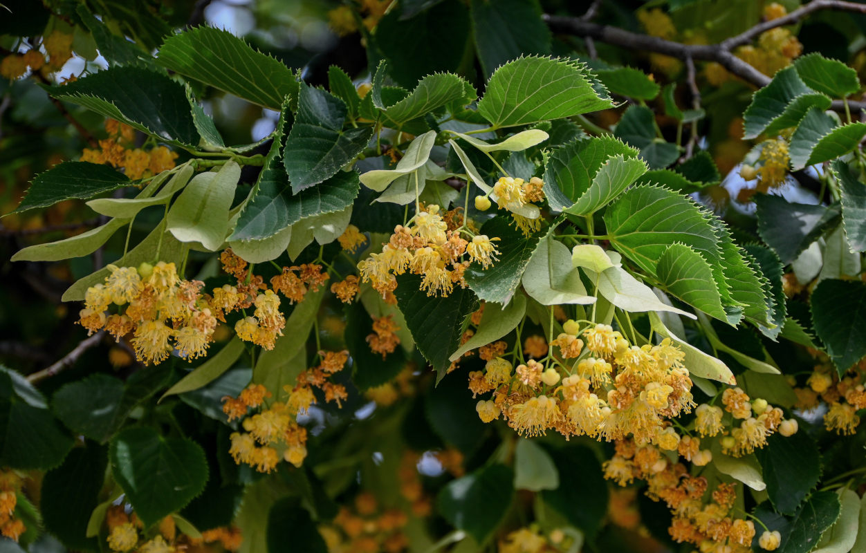 Image of genus Tilia specimen.