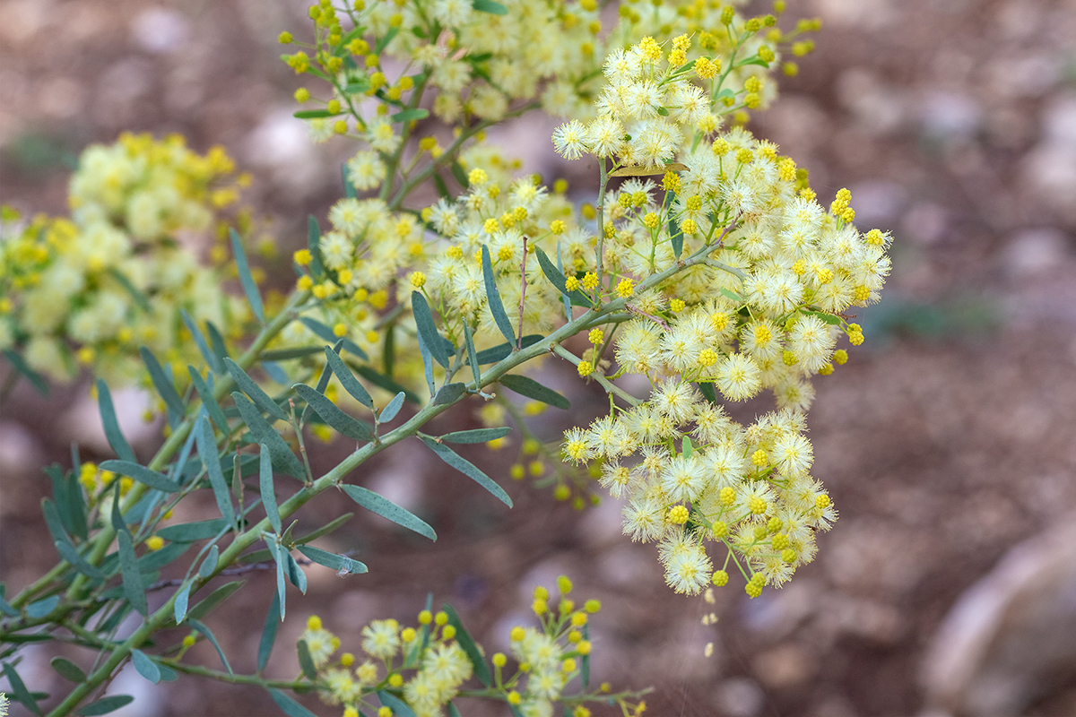 Изображение особи Acacia victoriae.