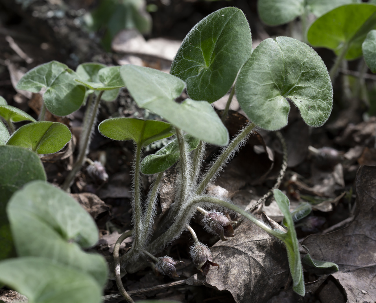 Изображение особи Asarum europaeum.