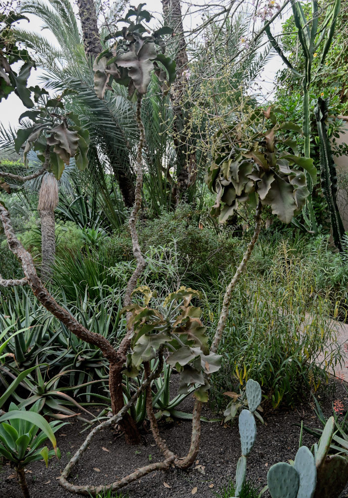 Image of Kalanchoe beharensis specimen.