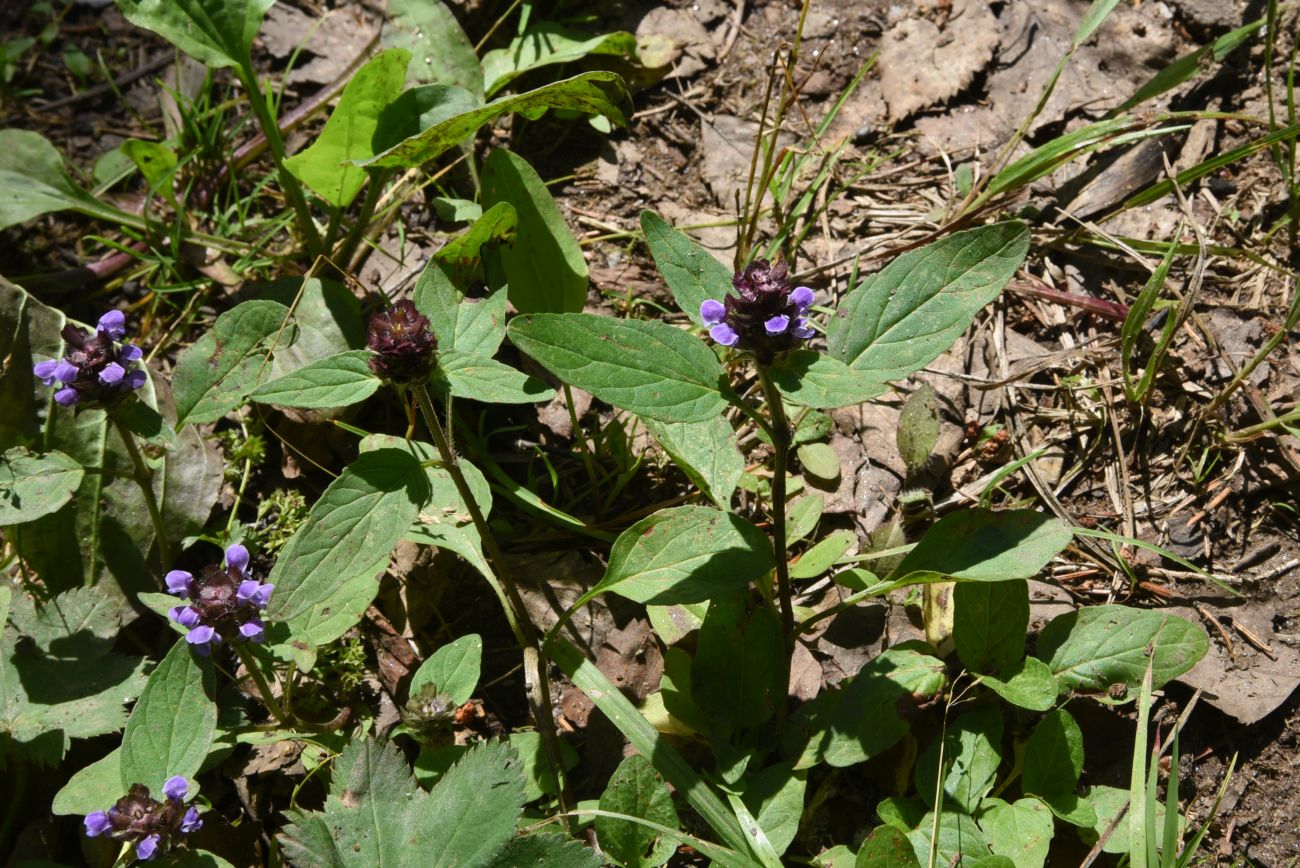 Image of Prunella vulgaris specimen.