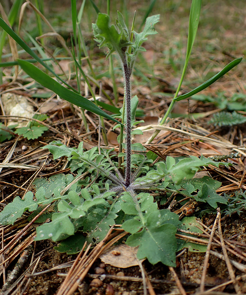 Изображение особи Arabidopsis arenosa.