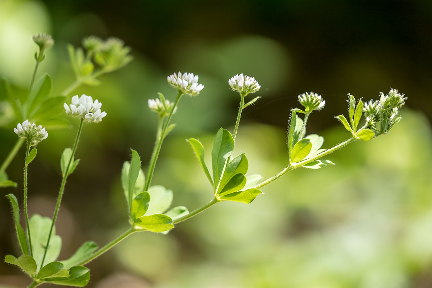 Изображение особи Dorycnium graecum.