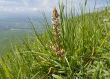 Orobanche owerinii. Цветущее растение. Карачаево-Черкесия, Зеленчукский р-н, гора Джисса, ≈ 1600 м н.у.м., субальпийский луг. 14.06.2024.