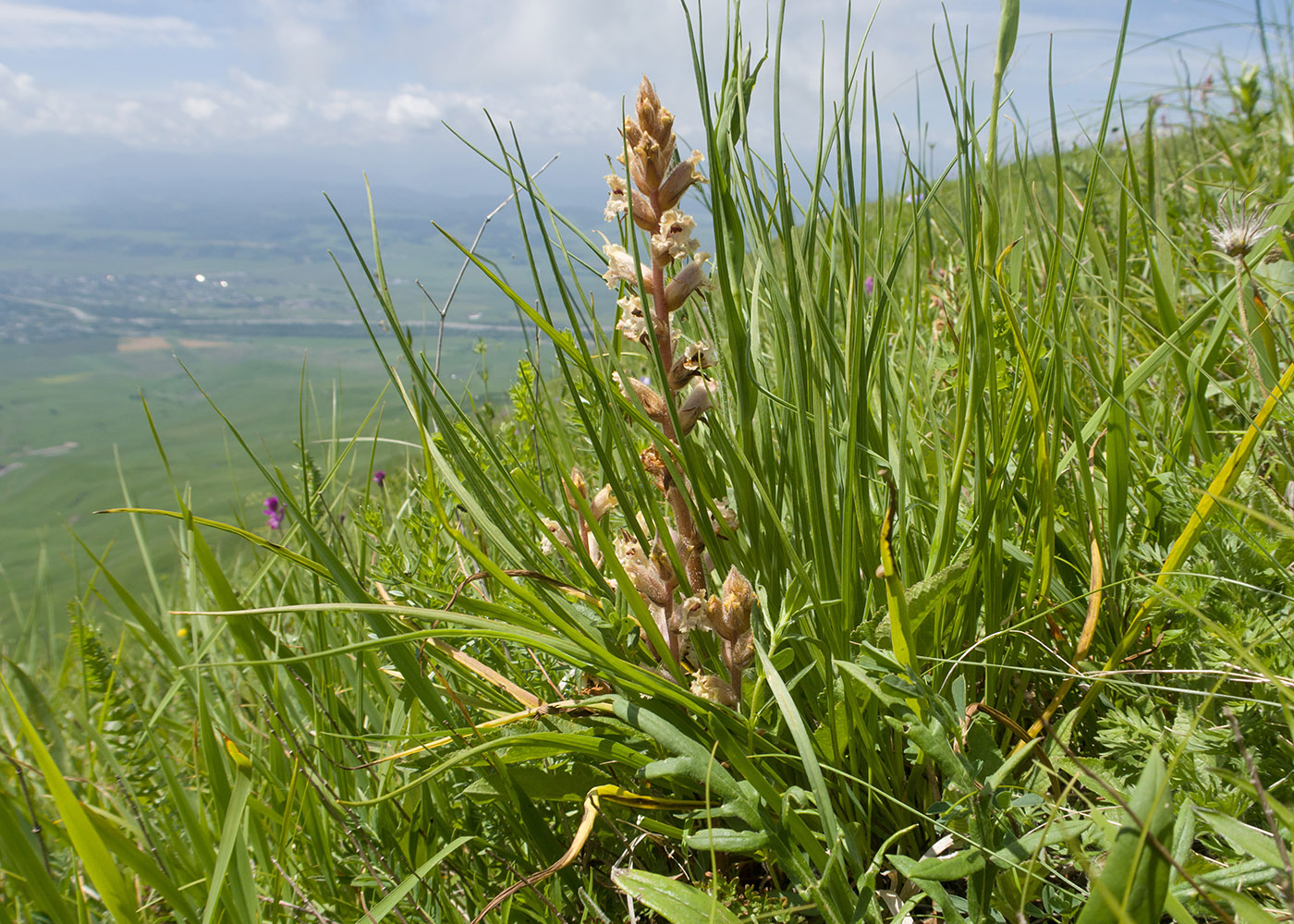 Изображение особи Orobanche owerinii.