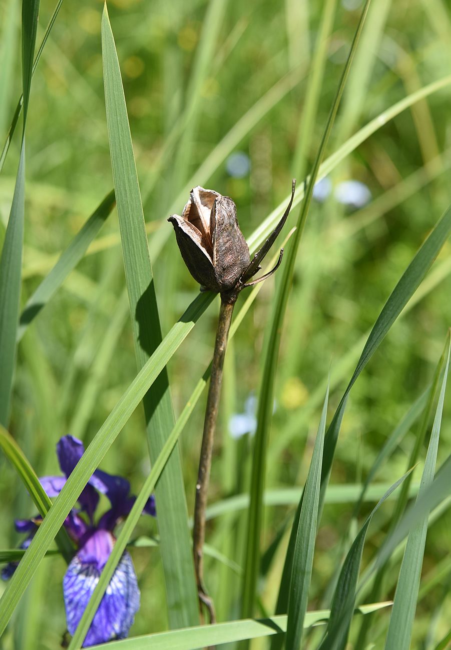 Image of Iris sibirica specimen.