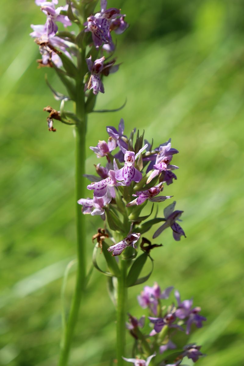 Изображение особи Dactylorhiza baltica.