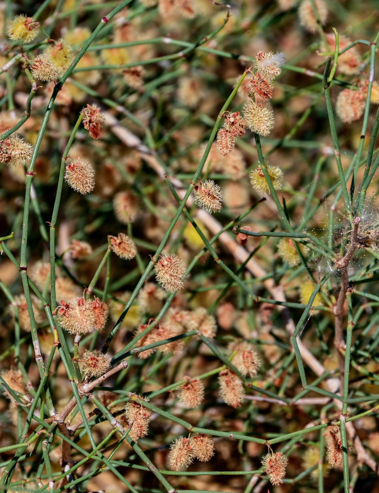 Image of Calligonum polygonoides specimen.