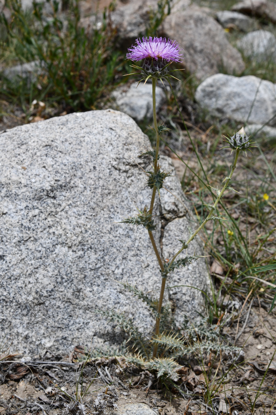 Image of Cousinia rava specimen.