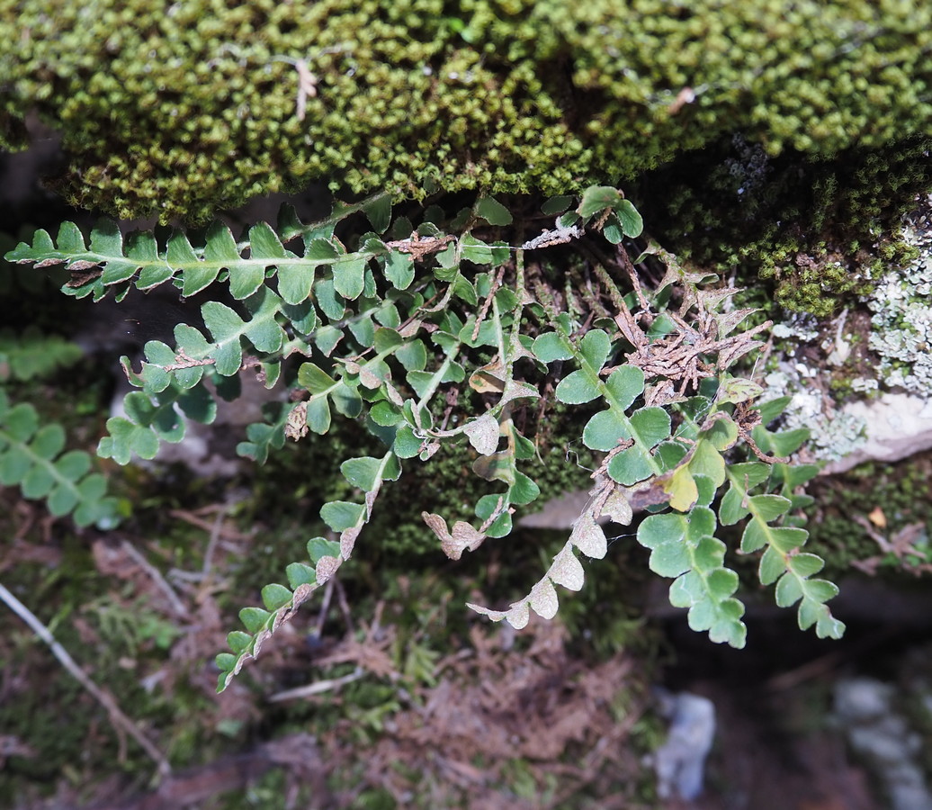 Image of Ceterach officinarum specimen.