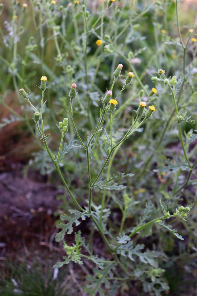 Image of Senecio sylvaticus specimen.