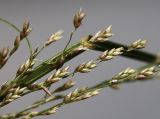 Eragrostis imberbis. Часть соплодия. Приморский край, г. Владивосток, у дороги. 10.09.2024.