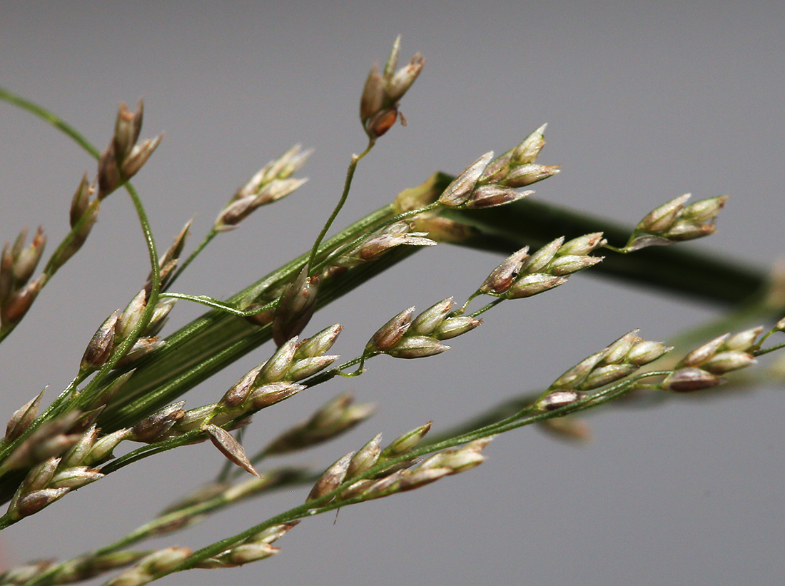 Изображение особи Eragrostis imberbis.