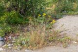 Tanacetum vulgare