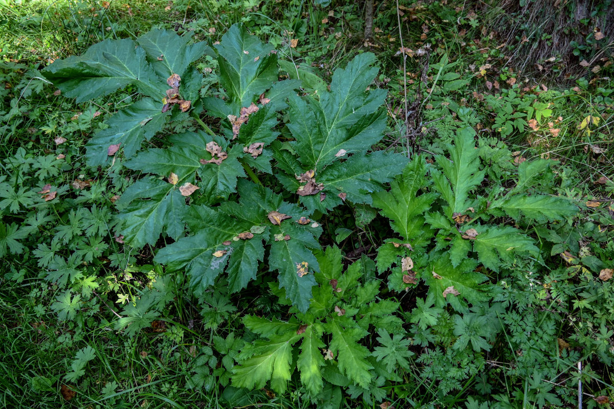 Image of Heracleum sosnowskyi specimen.