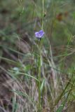 Campanula persicifolia