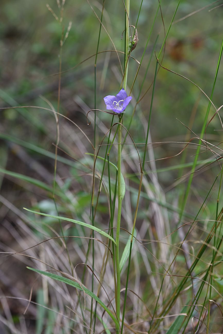 Image of Campanula persicifolia specimen.