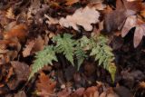 Asplenium adiantum-nigrum