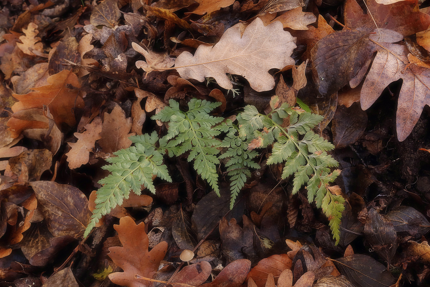 Изображение особи Asplenium adiantum-nigrum.