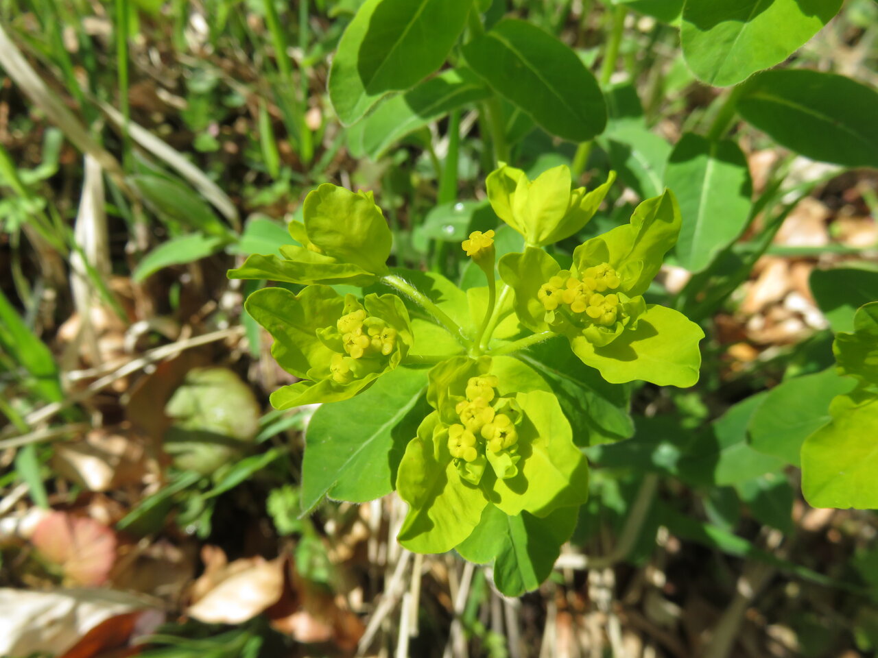 Image of Euphorbia epithymoides specimen.