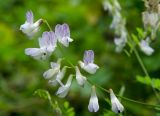 Vicia sylvatica. Соцветие с сидящими насекомыми. Свердловская обл., Красноуфимский округ, Саргаинский сельский совет, окр. пос. Саргая, залесённый склон прибрежного холма. 19 августа 2023 г.