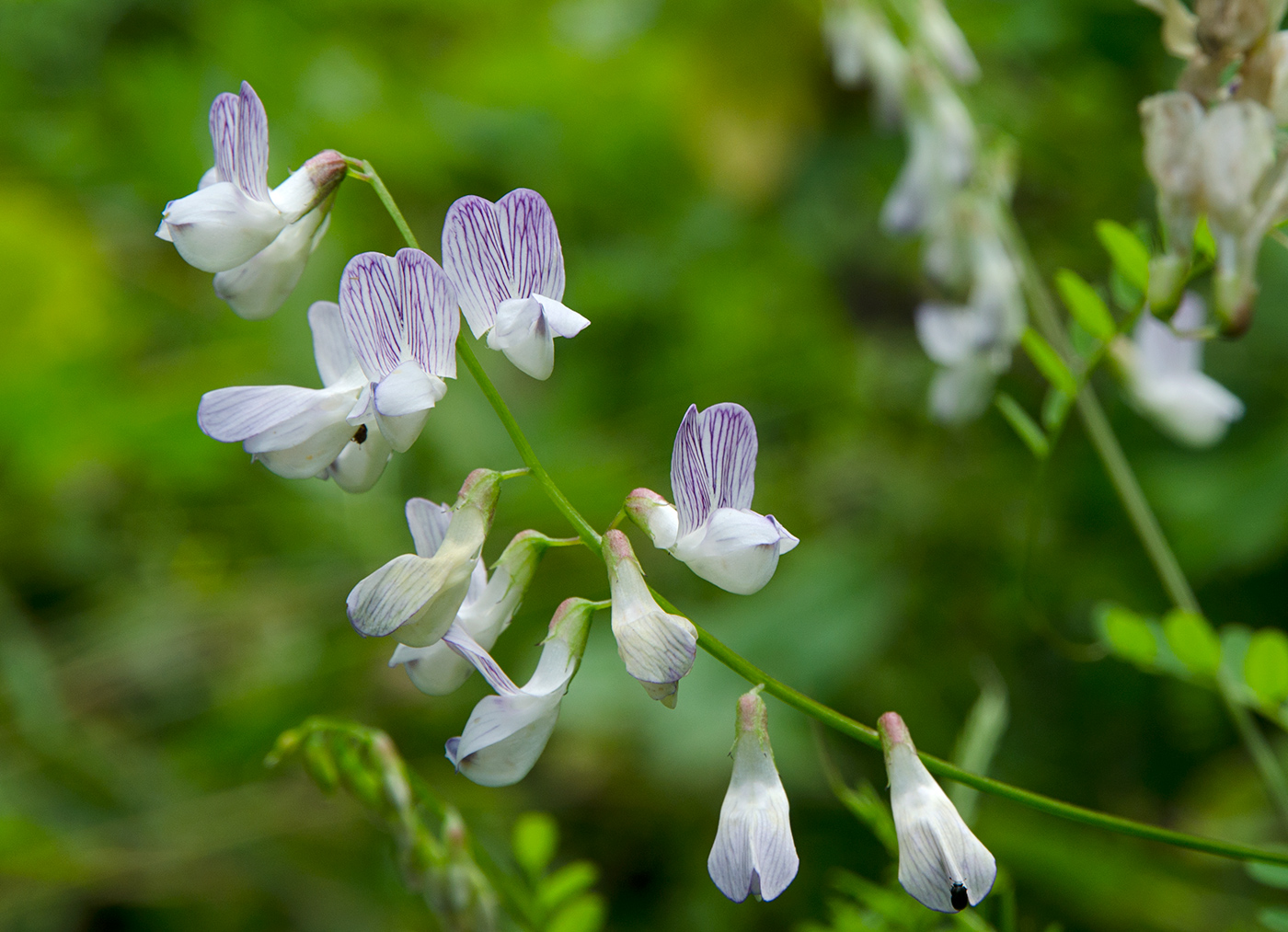 Image of Vicia sylvatica specimen.