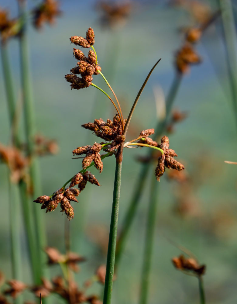 Image of Schoenoplectus lacustris specimen.