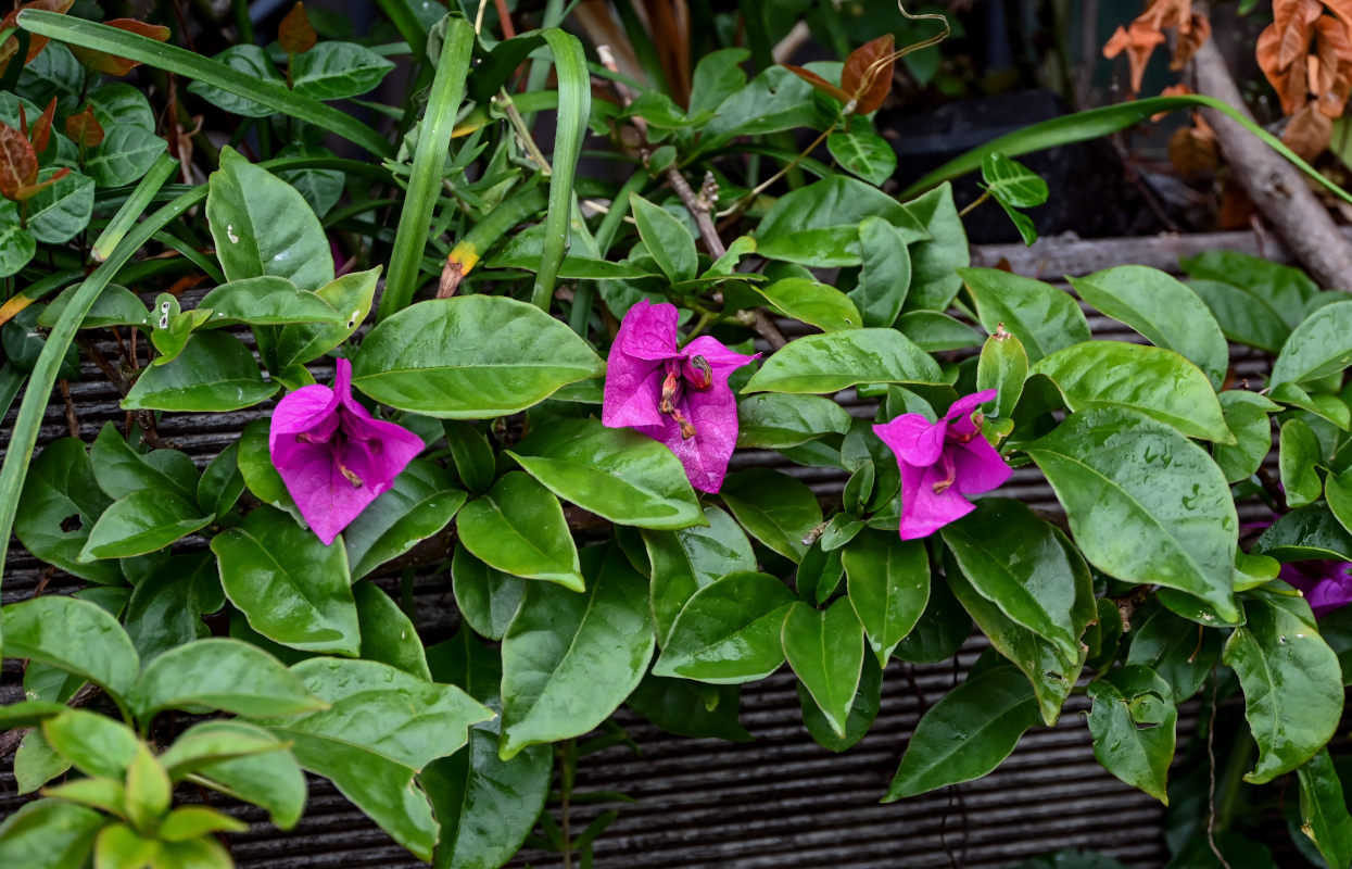 Image of Bougainvillea glabra specimen.