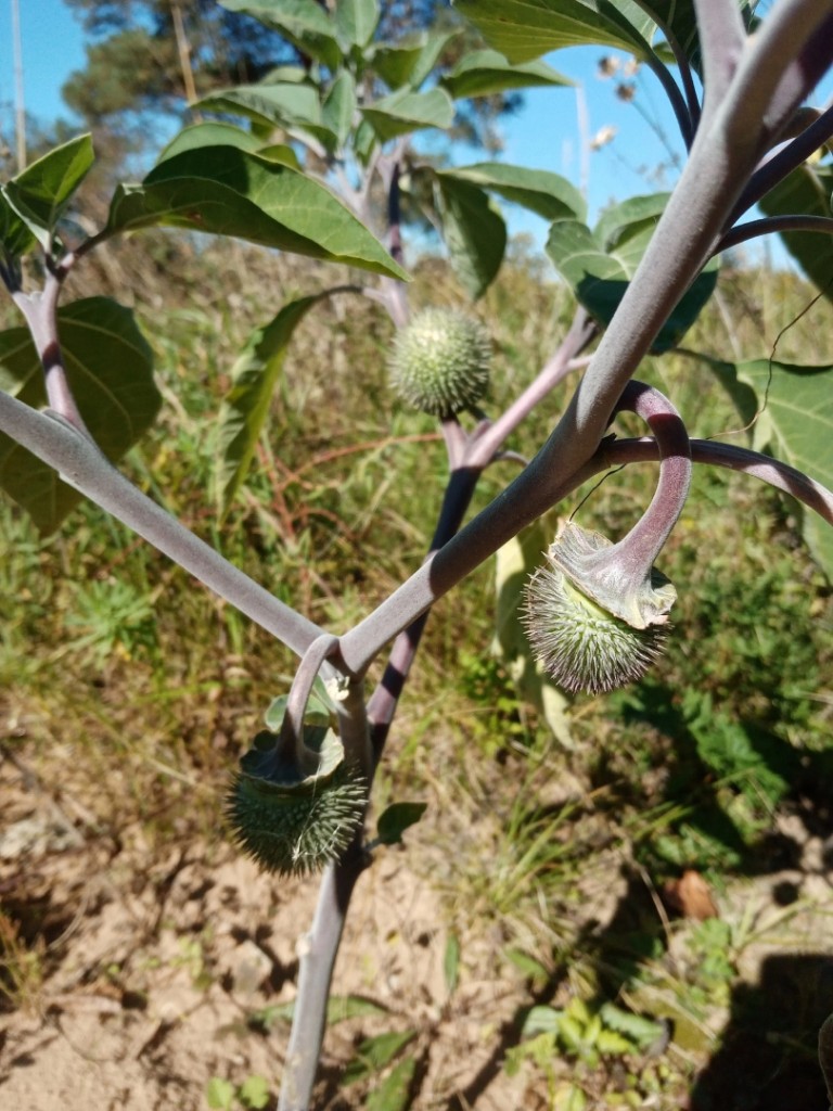 Image of Datura wrightii specimen.