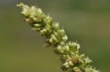 genus Amaranthus. Верхушка соцветия. Таиланд, Бангкок, Донмыанг, пустырь среди городской застройки. 23.07.2024.