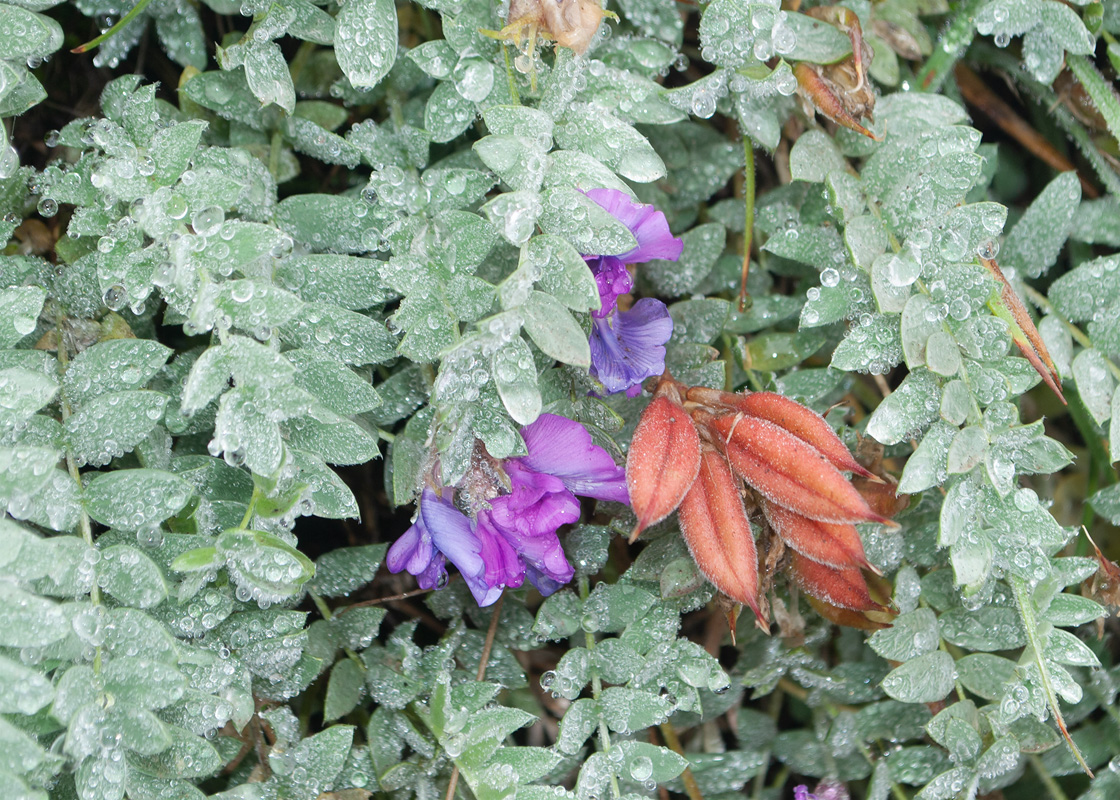 Image of Oxytropis kamtschatica specimen.