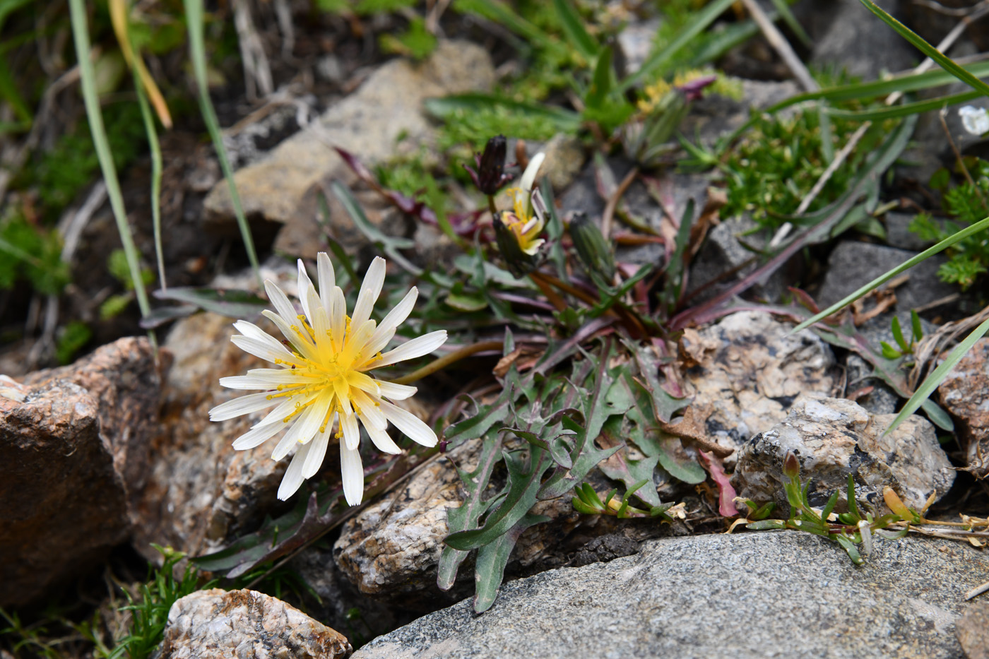 Image of genus Taraxacum specimen.