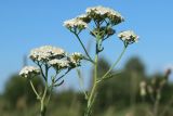 Achillea millefolium