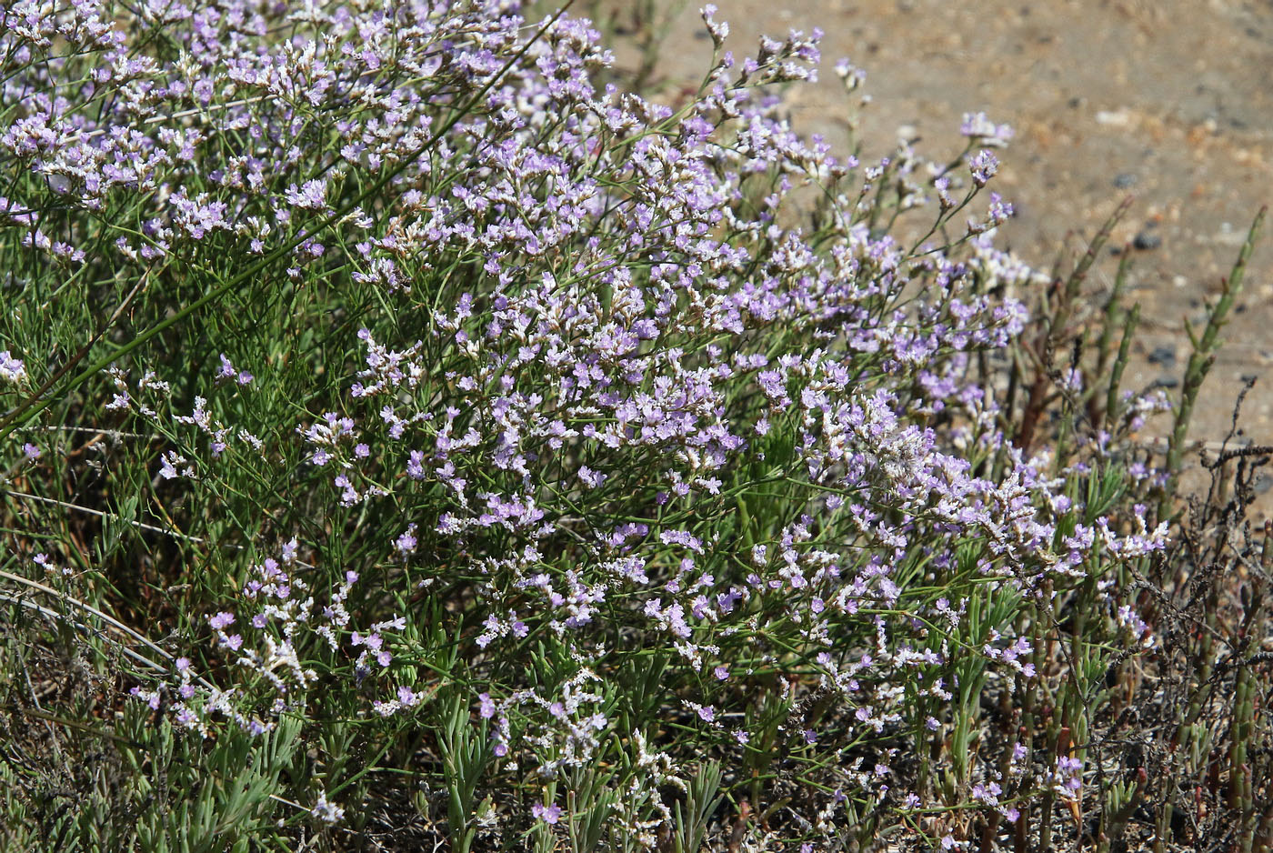 Image of Limonium caspium specimen.