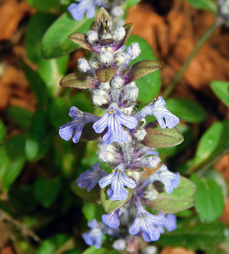 Изображение особи Ajuga reptans.