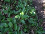 View full-size image Salix arctica