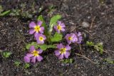 View full-size image Primula vulgaris