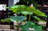 View full-size image Nelumbo nucifera