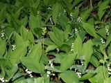 Смотреть изображение Convallaria majalis