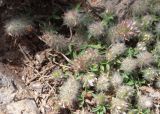 View full-size image Trifolium stellatum