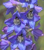 View full-size image Delphinium cuneatum