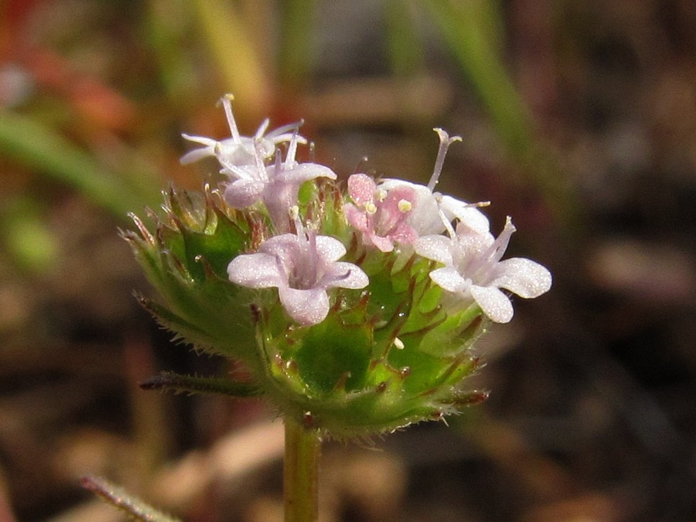 Image of Valerianella coronata specimen.