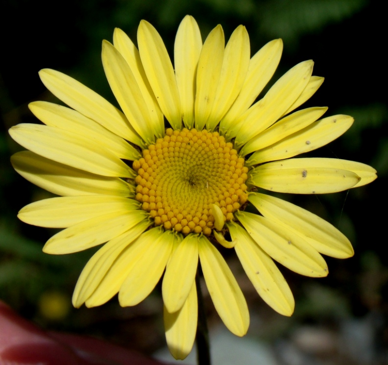 Image of Anthemis tinctoria specimen.