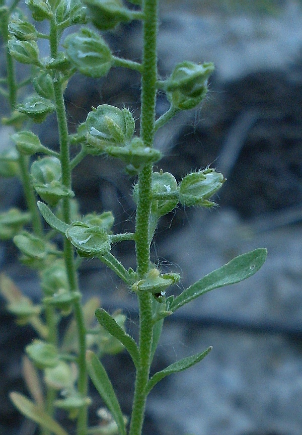 Image of Alyssum alyssoides specimen.