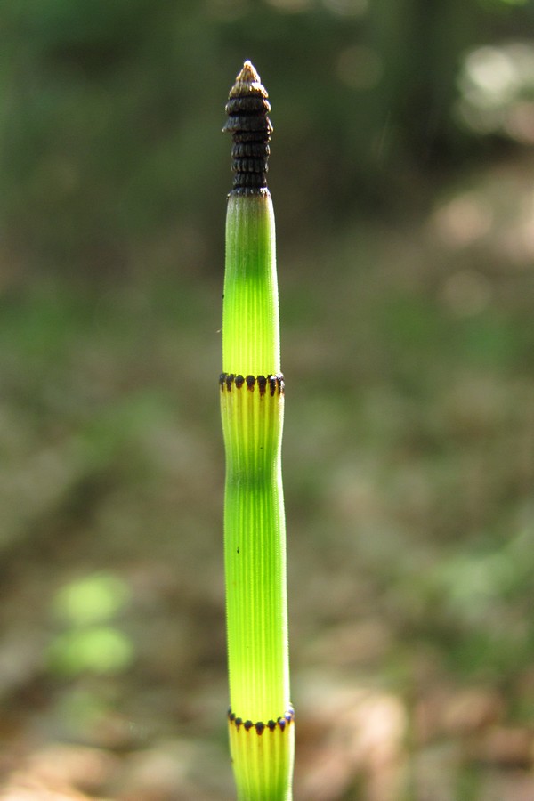 Image of Equisetum hyemale specimen.